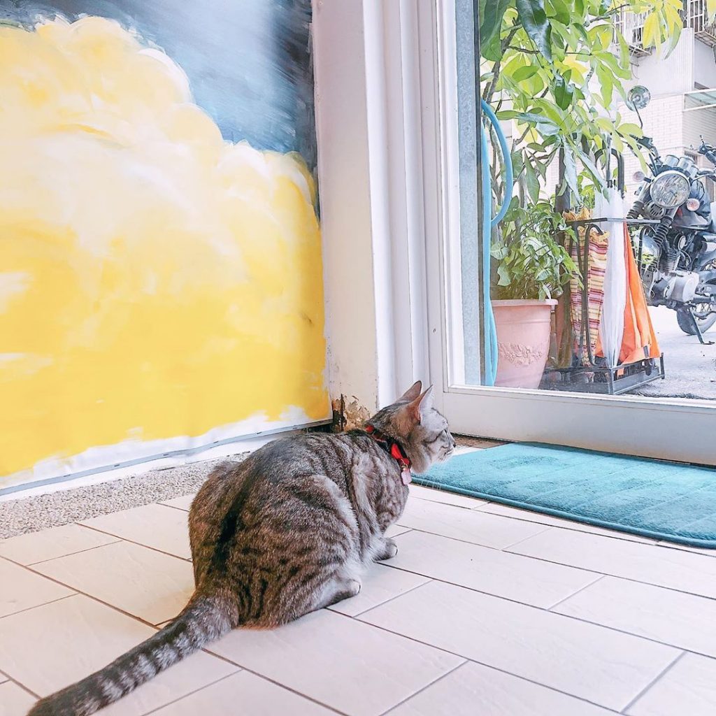 台中不理人貓咪