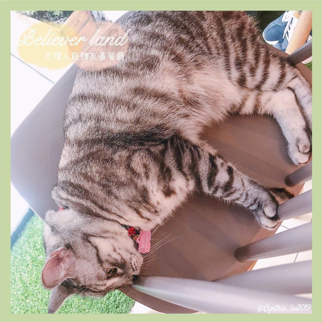 台中不理人貓咪