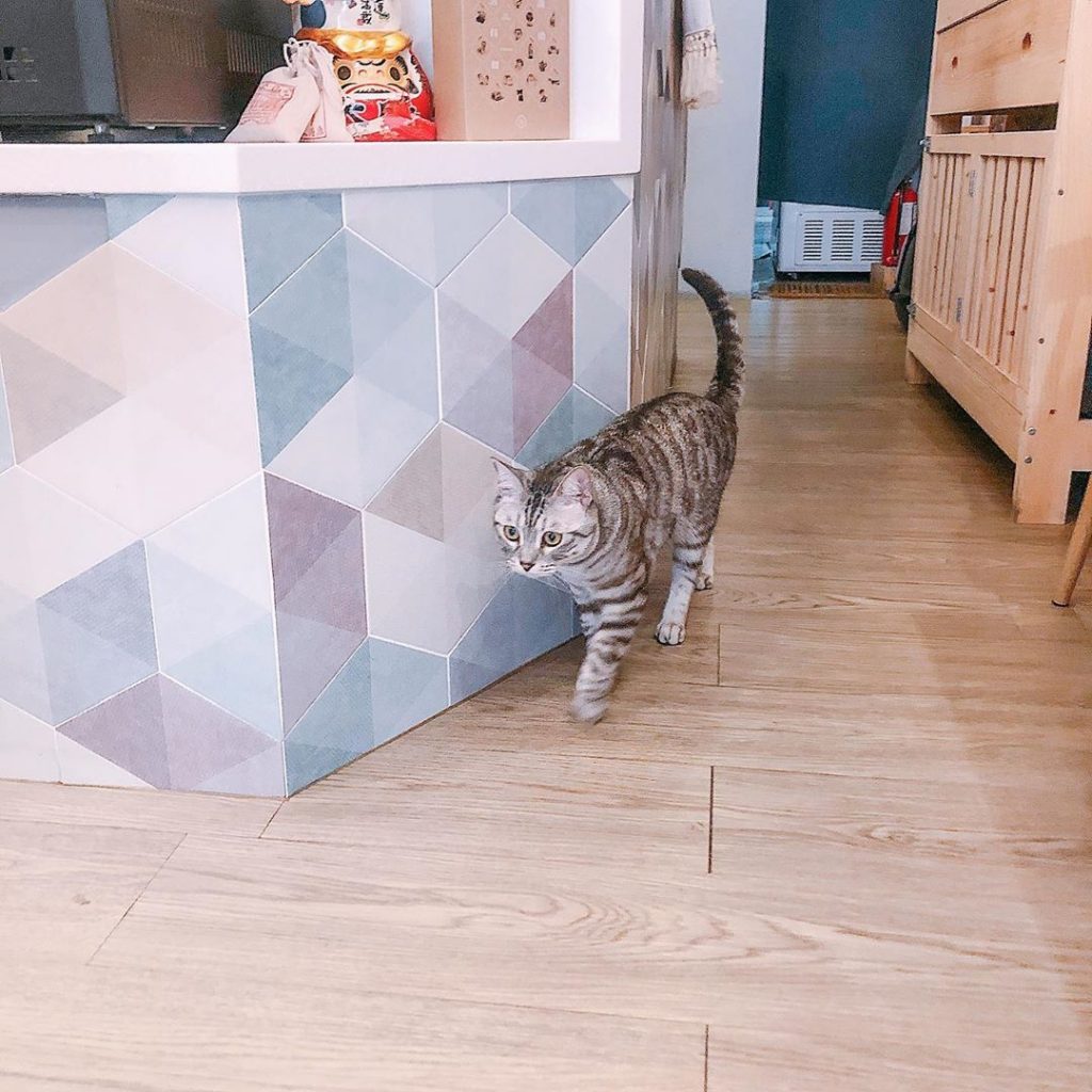 台中不理人貓咪