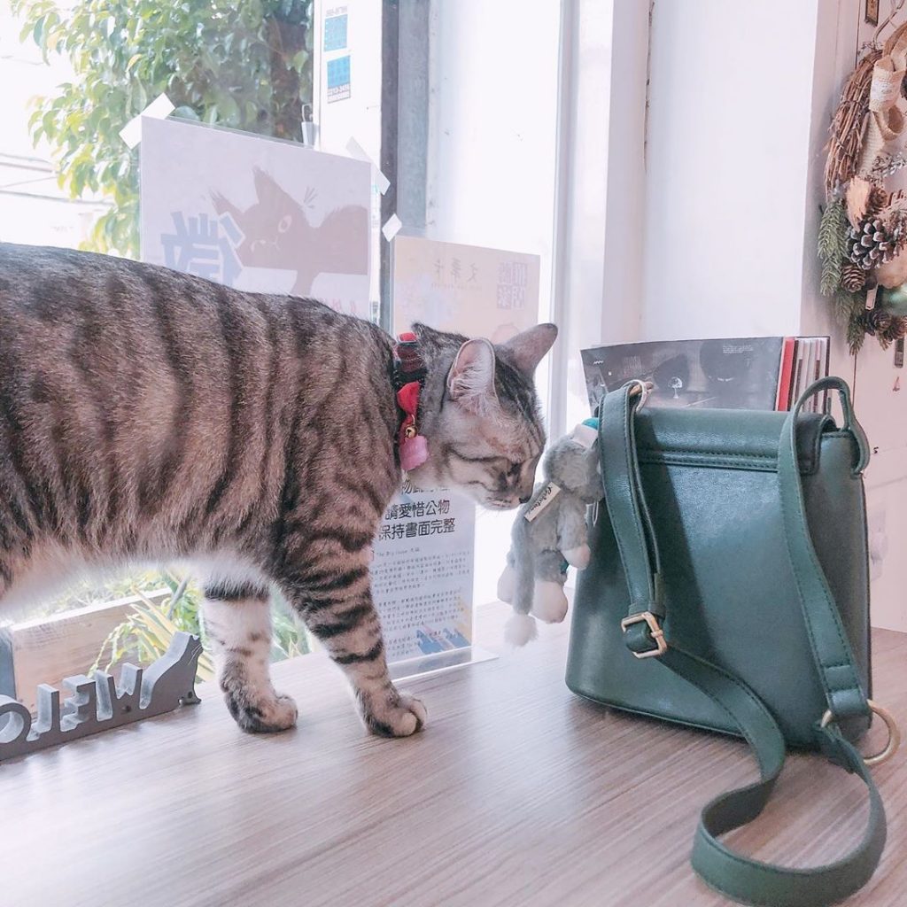 台中不理人貓咪