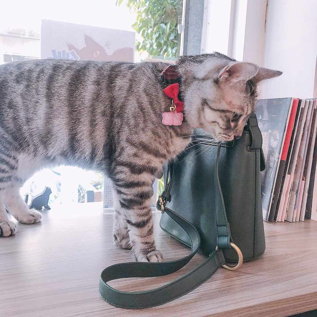 台中不理人貓咪