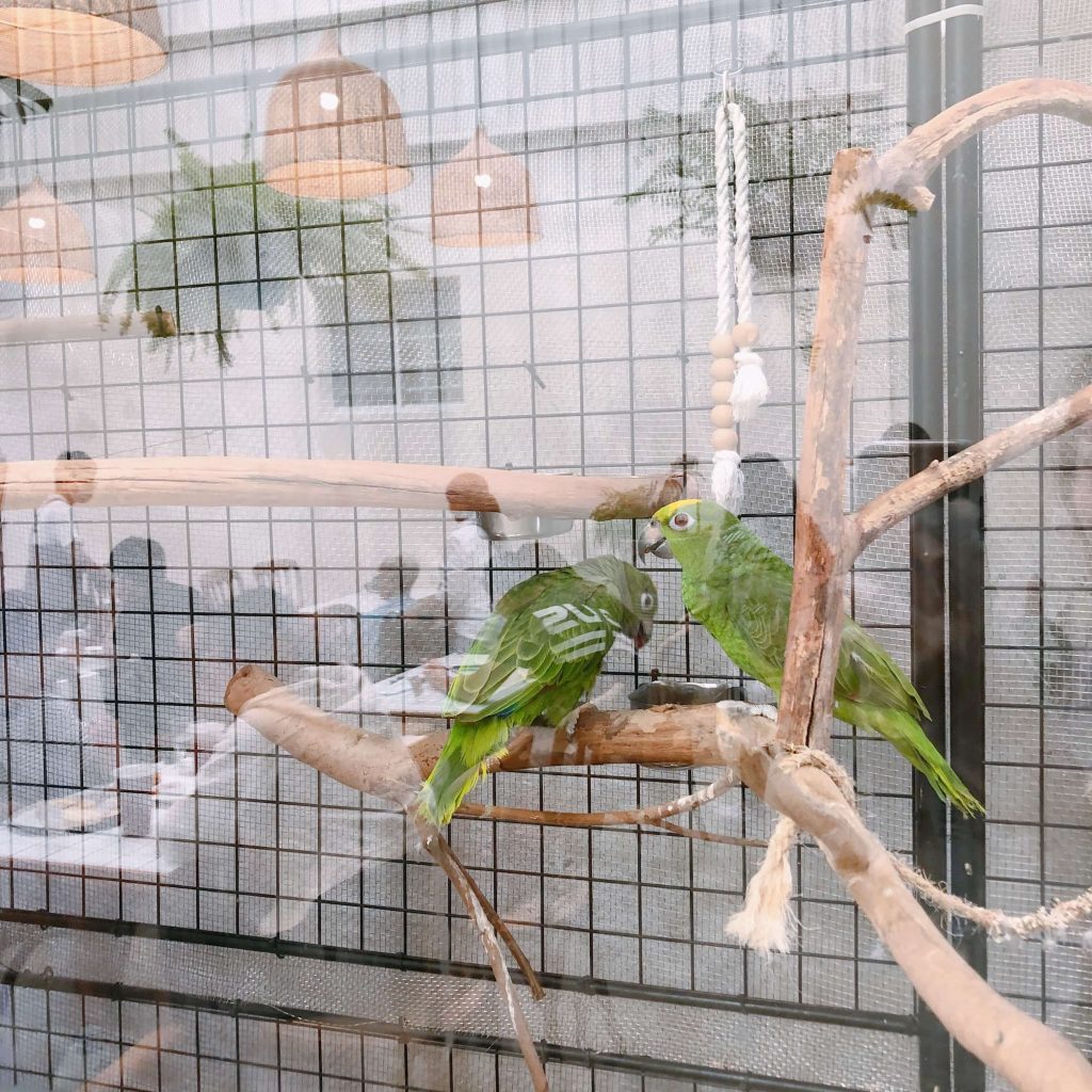 日光遇早點鸚鵡